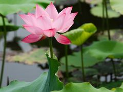 -荷塘月色湿地公园·向阳花洲