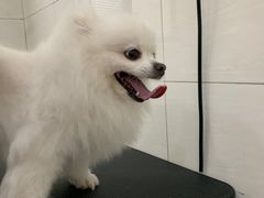 -艾贝尔宠物医院 ·内科全科(梁溪路店)