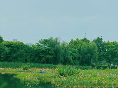 -金银湖国家城市湿地公园