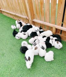 -萌宠亲子动物乐园(槐房万达店)