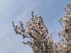 -海棠花溪(元大都城垣遗址公园)