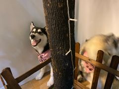 -Husky Go! 哈士奇体验馆·宠物咖啡厅狗咖