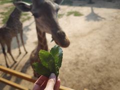 -西霞口神雕山野生动物世界