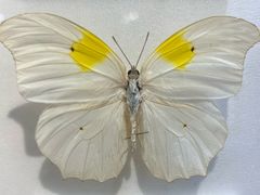 -上海昆虫博物馆