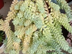 -桂林市花鸟市场