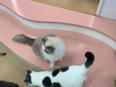 -1013 PET SHOP 宠物商店(近铁城市广场店)