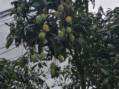 -瑞丽独树成林风景区