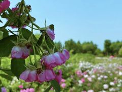 -尚贤河湿地