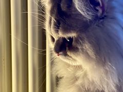 -猫大福·Fortune Cat猫舍(百子湾店)
