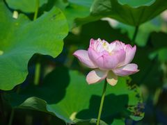 -荷塘月色湿地公园·向阳花洲