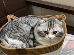 -瑞鹏宠物医院·骨科·猫科·内科(第一中心)