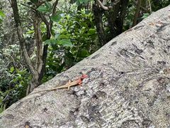 -火炉山森林公园