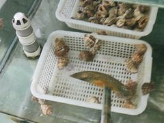 -鲁前海沿儿