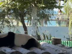 -西霞口神雕山野生动物世界