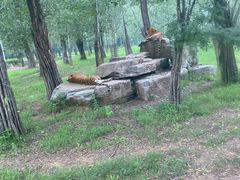 -秦皇岛野生动物园