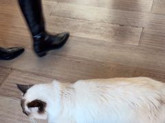 -有猫主题·治愈系猫咖(曾厝垵店)