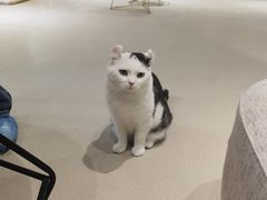 -藏猫猫咖啡主题馆(中央大道店)