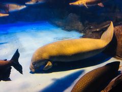 -烟台海昌鲸鲨海洋公园