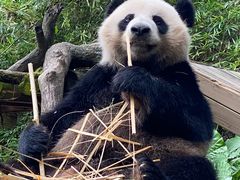 -广州长隆野生动物世界