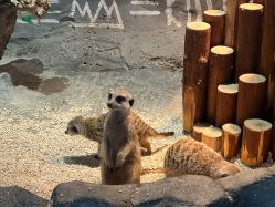 点击看大图 -Zoolung Zoolung动物主题公园(海信广场店)