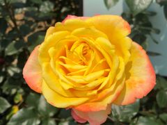 -武汉紫薇都市田园