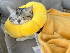 -天使宠物医院·犬猫分诊(彩虹店)