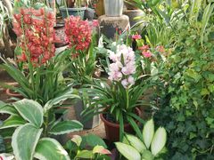 -国家植物园南园