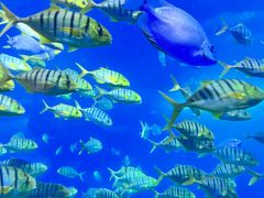 -太平洋海底世界