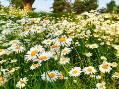 -汉长安城未央宫国家考古遗址公园