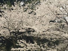 -武汉大学-樱园