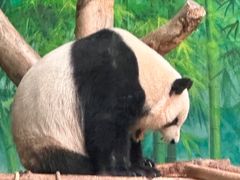 -灵玲国际马戏城