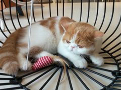 -飞行喵MR PILOT|猫舍·猫咖(静安大融城店)