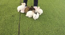 -萌宠亲子动物乐园(槐房万达店)