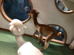 -藦茜花园宠物主题亲子互动体验馆(国顺东路店)