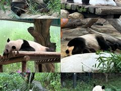 -广州长隆野生动物世界