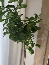 点击看大图 -AGAXI美甲美睫