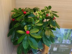 -菌彩云南野生菌火锅(万达广场店)