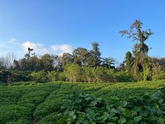 -海南热带野生动植物园
