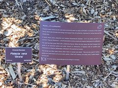 -墨尔本皇家植物园