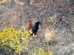 -呼吸森林·生态农庄农家乐私房菜