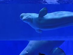 -海合安青岛极地海洋公园