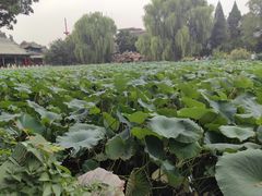 -莲池书院博物馆