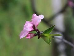 -合肥滨湖国家森林公园