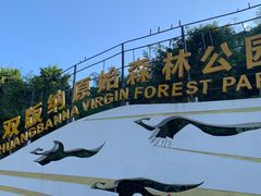 -西双版纳原始森林公园