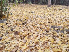-塘沽森林公园