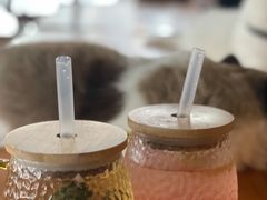 桃之夭夭-蓝鲸·缅因猫舍