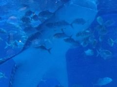 -烟台海昌鲸鲨海洋公园