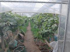 -马陆小张葡萄园农家乐