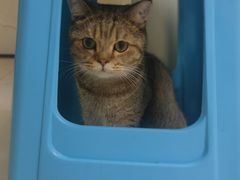 -瑞派宠物医院·犬猫全科·猫友好(宾水西道店)