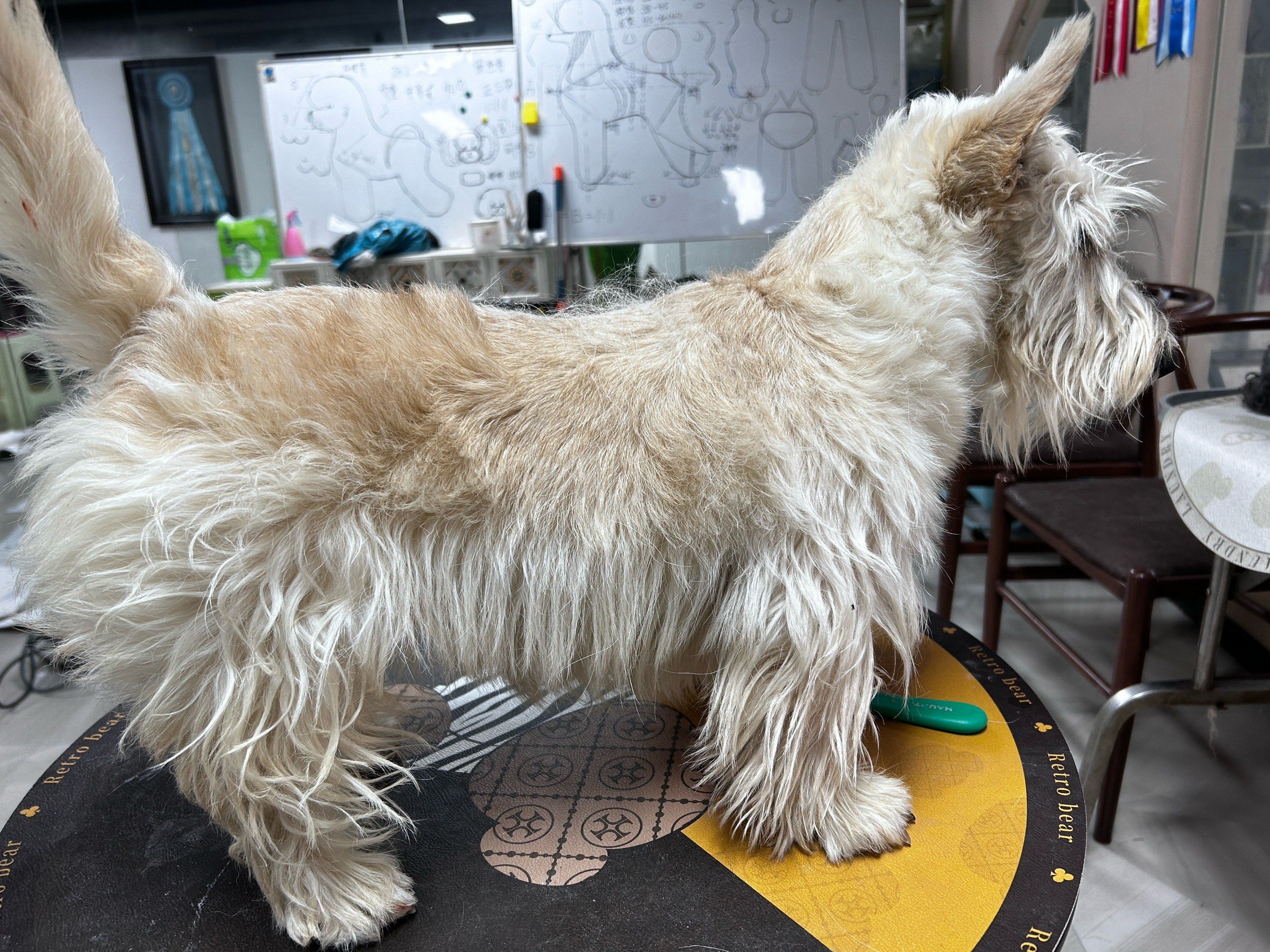 苏格兰梗犬美容